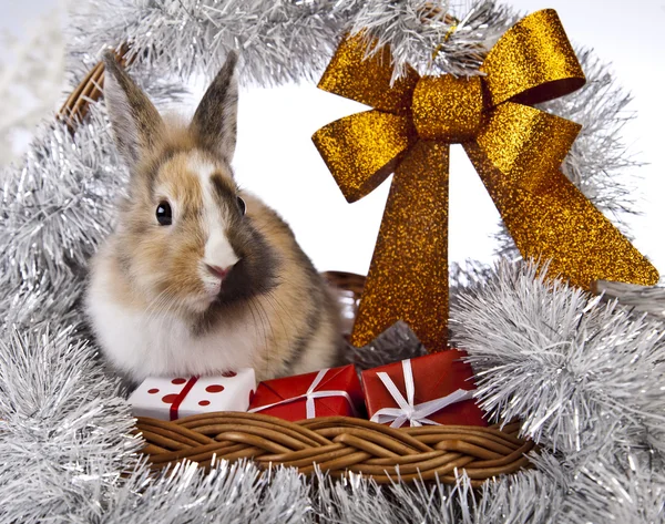 Christmas bunny and rabbit — Stock Photo, Image
