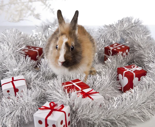 Kerstmis bunny en konijn — Stockfoto