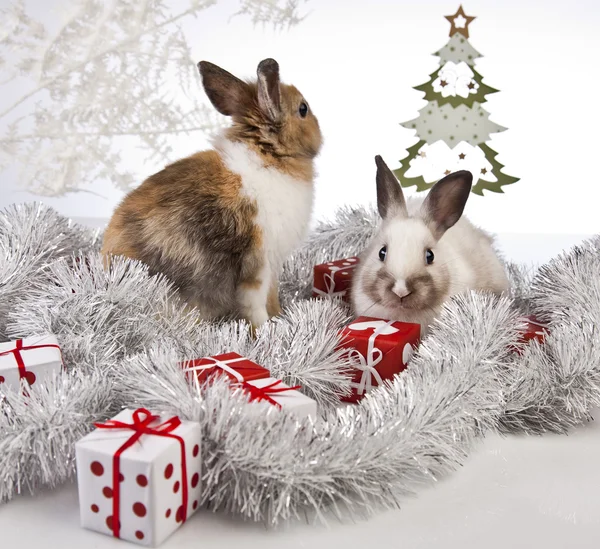 Christmas bunny and rabbit — Stock Photo, Image