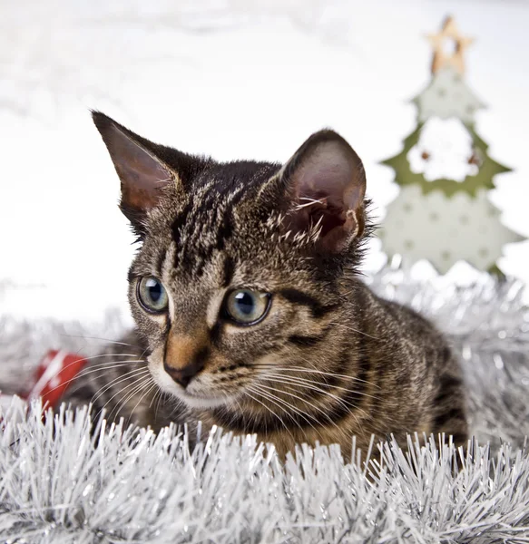 Christmas Kitten — Stock Photo, Image