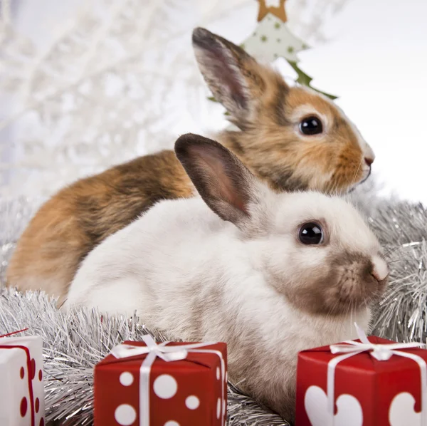 Christmas bunny and rabbit — Stock Photo, Image