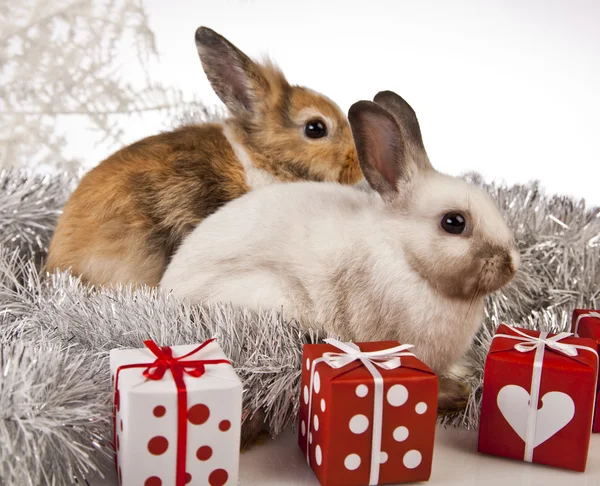 Christmas bunny and rabbit — Stock Photo, Image