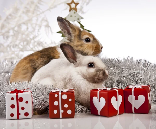 Noel tavşan ve tavşan — Stok fotoğraf