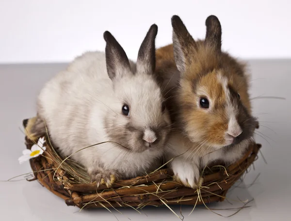 Ostern, Hase und Huhn — Stockfoto