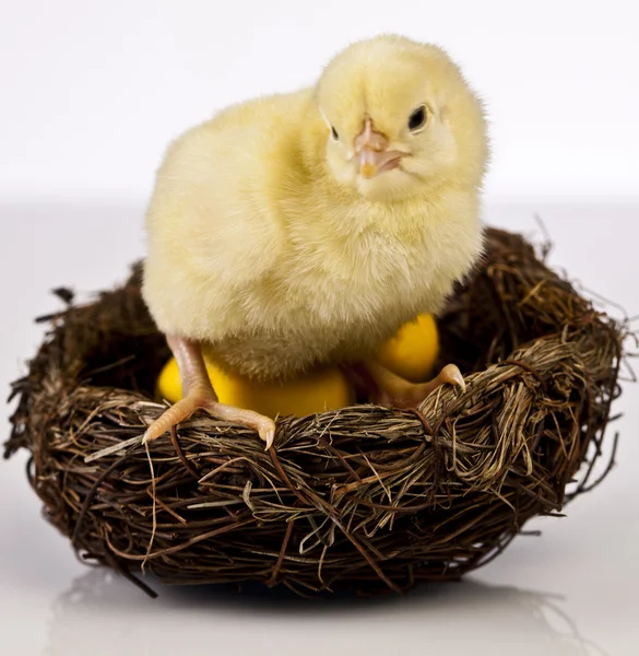 Páscoa, coelho e frango — Fotografia de Stock