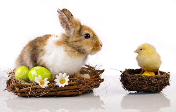 Easter, bunny and chicken — Stock Photo, Image