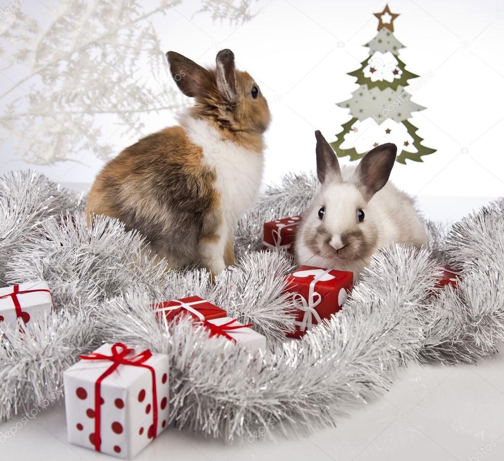 Christmas bunny and rabbit — Stock Photo © k.kijewska 62895947