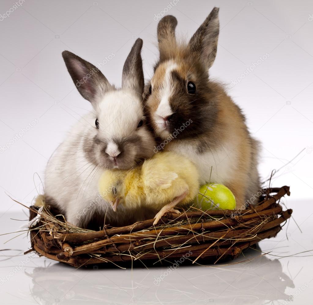 Easter, bunny and chicken