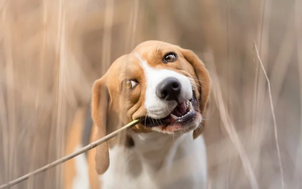 Beagle Dog Loves Chewing Stick — Stockfoto