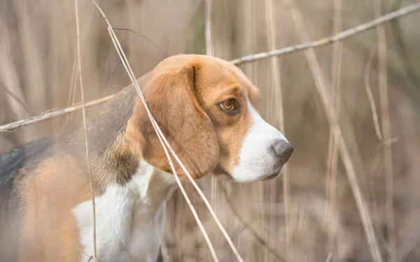 Perfil de Beagle dog en la naturaleza — Foto de Stock