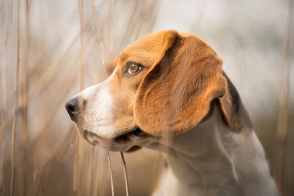 Beagle hund porträtt — Stockfoto