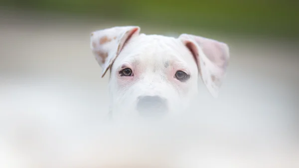 White American Staffordshire terrier puppy - copy space — Stock Photo, Image