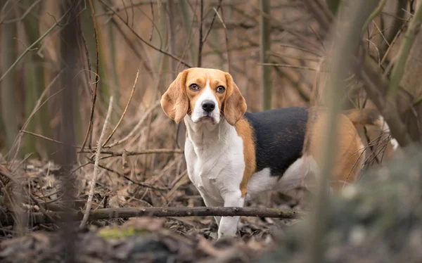 Beagle perro en retrato de bosque —  Fotos de Stock