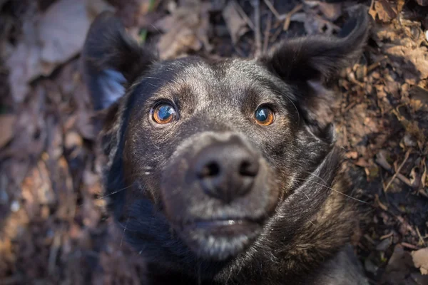 Misto raça cão selfie foto — Fotografia de Stock