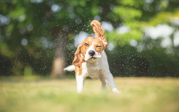 Perro sacudiendo el agua de su cuerpo —  Fotos de Stock