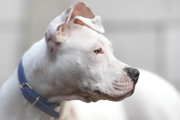 American Staffordshire Terrier cão jovem — Fotografia de Stock