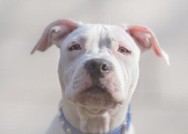 Beyaz Amerikan Staffordshire terrier köpek portre kapatın