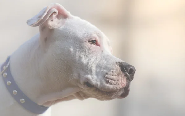 Retrato close-up American stafford cão — Fotografia de Stock