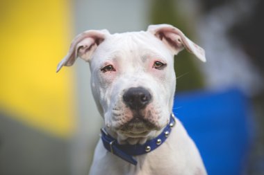 Amerikan Staffordshire Terrier genç köpek portre