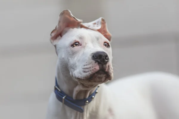 Amerikan personeli Terrier köpek portresi. — Stok fotoğraf