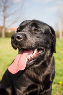 Genç Siyah labrador retriever köpek
