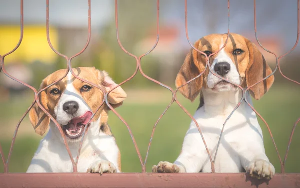 Dois cães Beagle atrás da cerca — Fotografia de Stock