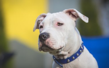 Amerikan personeli Terrier köpek portresi.