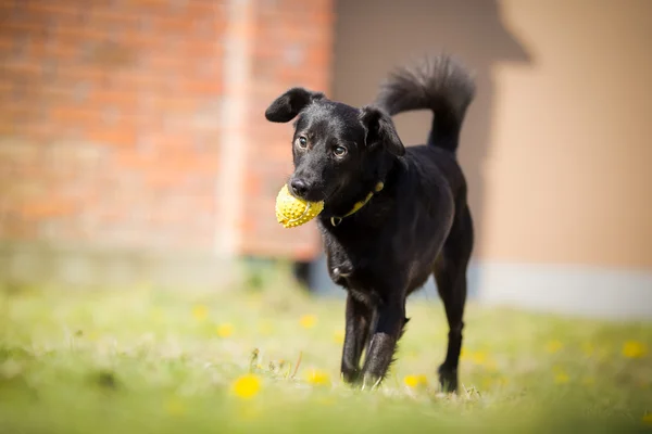 Adoptierter schwarzer Mischlingshund spielt mit Ball — Stockfoto