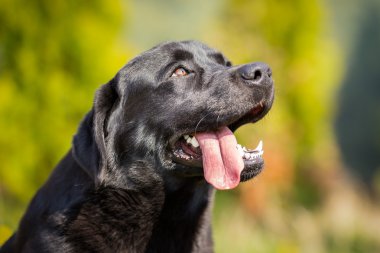 İtaatkâr labrador retriever ararken