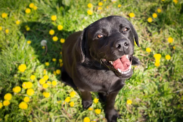 Cão bonito olhando para cima - sombra em forma de coração — Fotografia de Stock