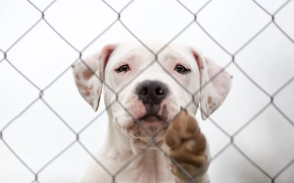 Dog behind the fence portrait — Stock Photo, Image