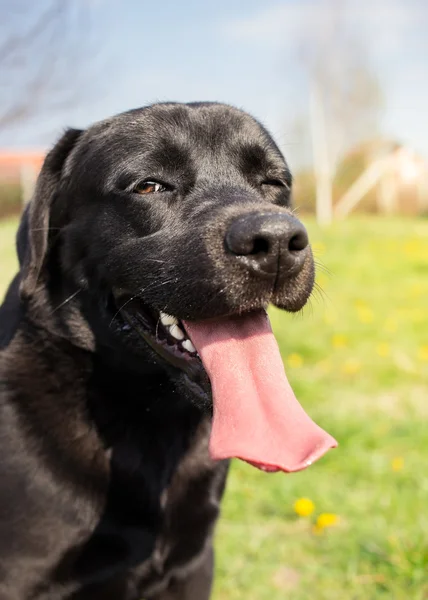 Dog winking at you - Labrador retriever — Stock Photo, Image