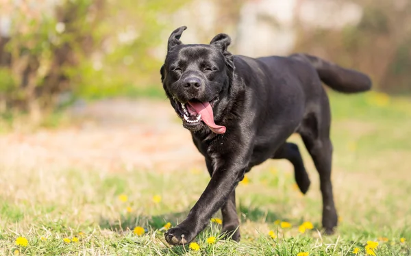 Gioia primaverile - Labrador cane da recupero — Foto Stock