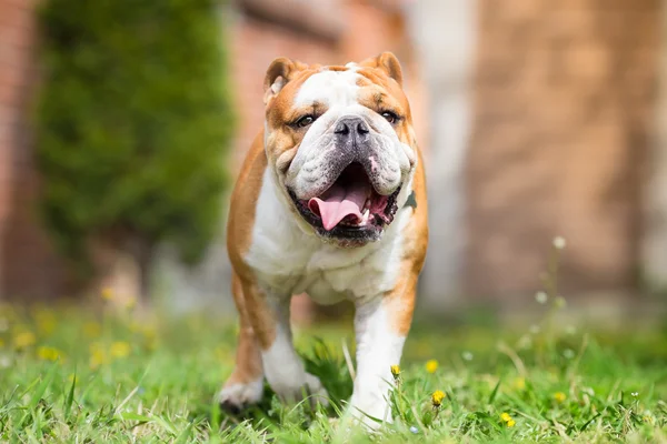 Engels bulldog pup spelen in de achtertuin — Stockfoto