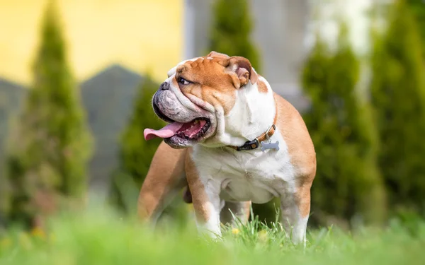 Engels bulldog in de achtertuin — Stockfoto