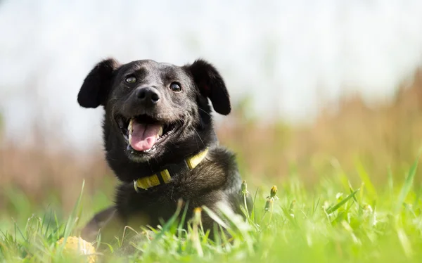 Feliz adotado misto cão de raça no jardim — Fotografia de Stock