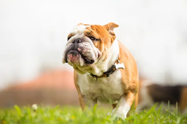 Portret van de Engelse Bulldog in de tuin — Stockfoto