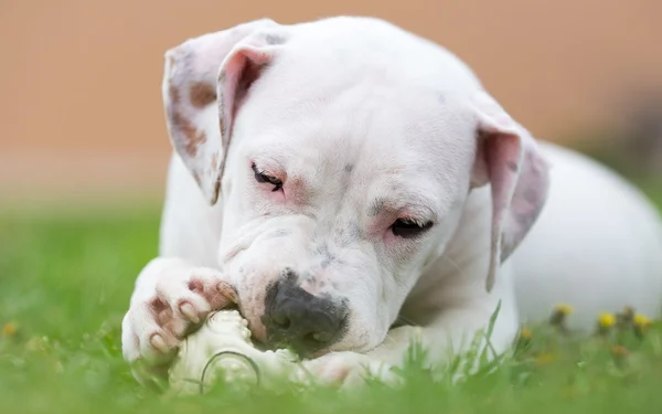 Cão brincando com uma bola — Fotografia de Stock