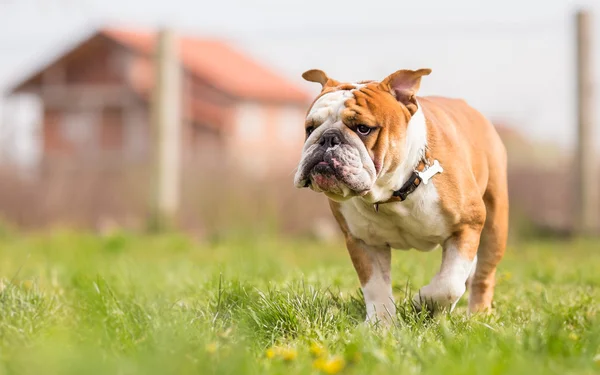 Retrato de Bulldog Inglês no jardim — Fotografia de Stock