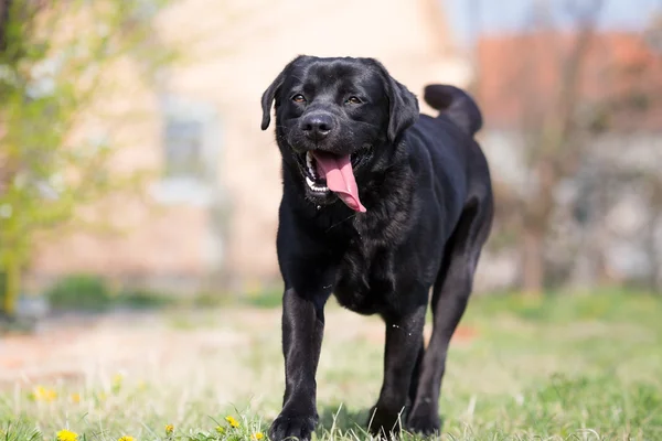Labrador negro corriendo en el patio trasero —  Fotos de Stock
