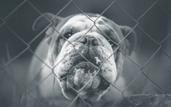 Englische Bulldogge - Wachhund im Dienst — Stockfoto