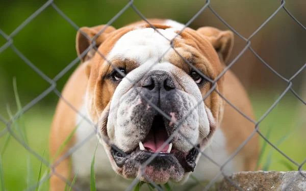 English bulldog guard dog behind a fence