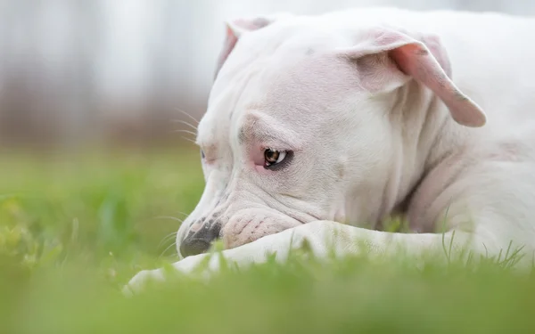 White American Staffordshire τρομερός νεαρό σκυλί — Φωτογραφία Αρχείου