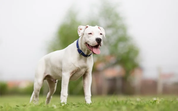 Αμερικανικό Terrier Staffordshire νεαρός σκύλος — Φωτογραφία Αρχείου