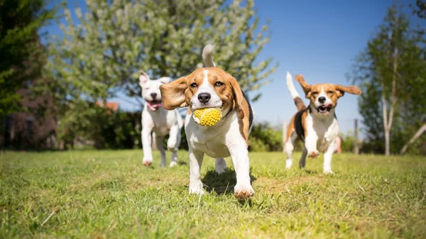 Группа собак играет в парке — стоковое фото