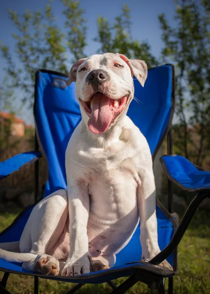 Amerikanischer Staffordshire Terrier sitzt auf einem Stuhl — Stockfoto