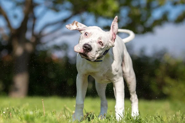 Λευκό αμερικανικό Terrier Staffordshire νεαρό σκυλί αποτίναξη νερό — Φωτογραφία Αρχείου