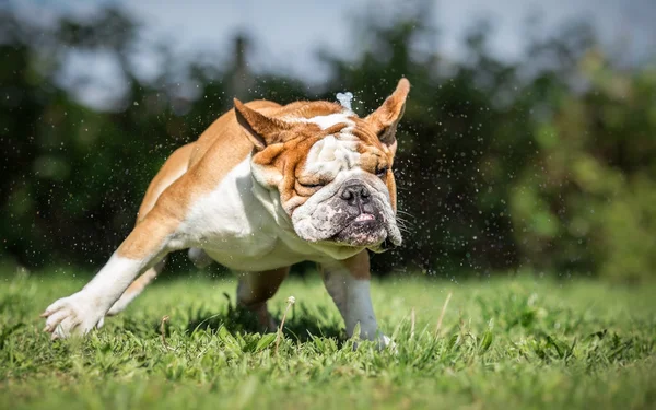 Inglês Bulldog Wet Dog Shaking — Fotografia de Stock