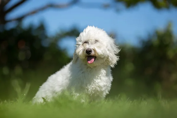 Retrato de cão Coton de Tulear no jardim — Fotografia de Stock