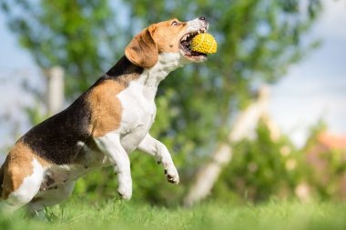 Beagle köpek bir topu yakalıyor